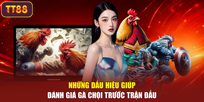 Những dấu hiệu giúp đánh giá gà chọi trước trận đấu